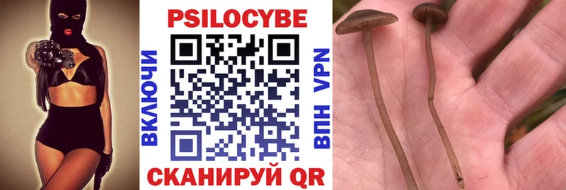 Псилоцибиновые грибы Psilocybine cubensis  Новошахтинск 